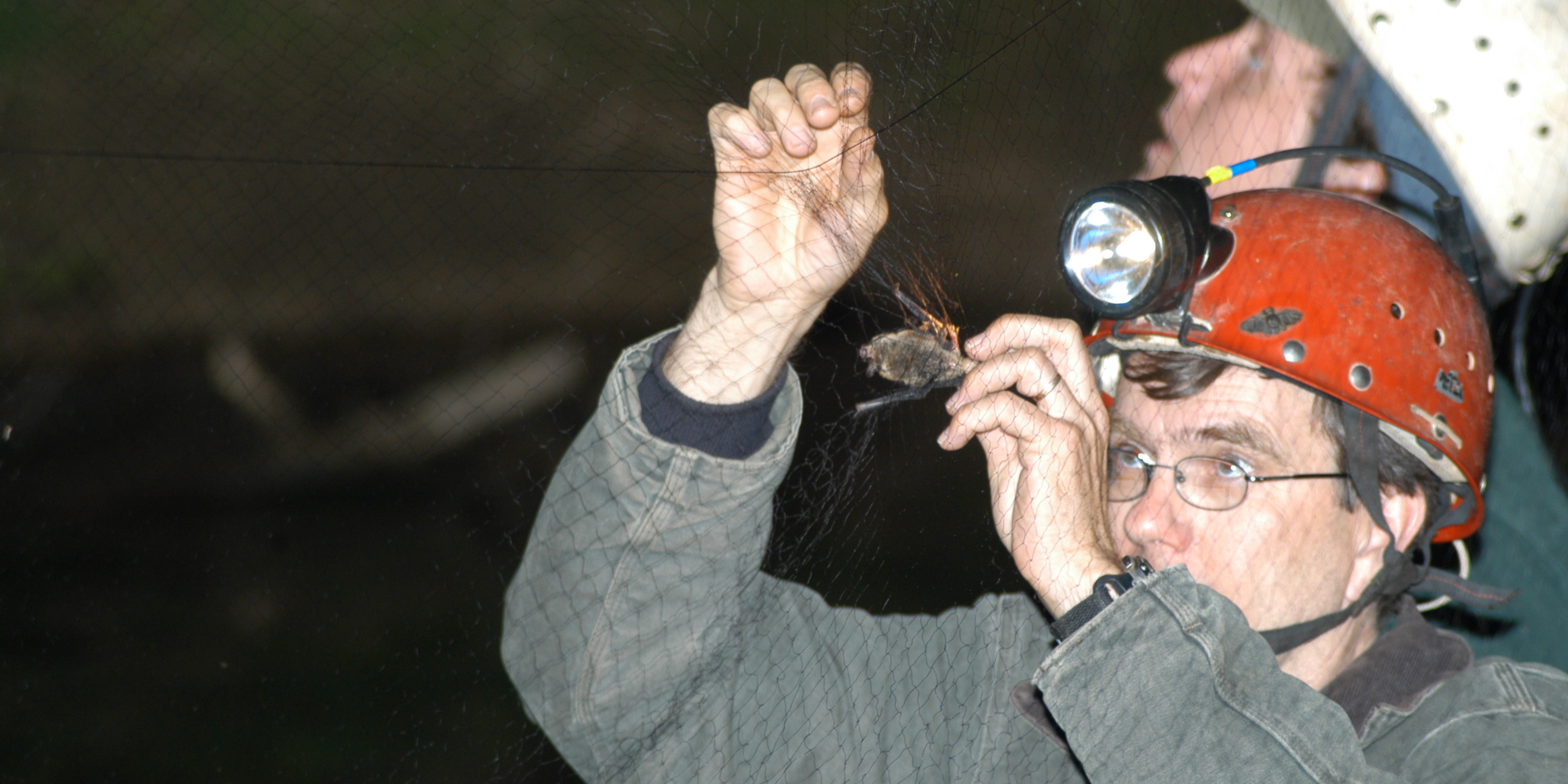 Bat Conservation Game Commission Commonwealth Of Pennsylvania bat-conservation-game-commission-commonwealth-of-pennsylvania